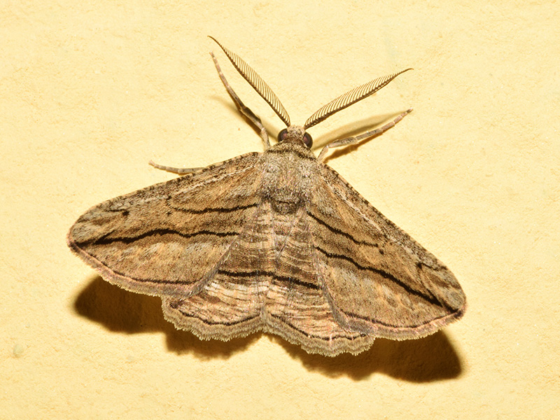 Menophra harterti - Geometridae